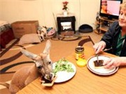 Bóng đá anh, ngoại hạng anh, lịch thi đấu euro 2012, Kangaroo thích uống rượu táo, xem truyền hình